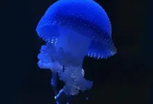 jellyfish 1280x1024 wallpaper Art HD Wallpaper